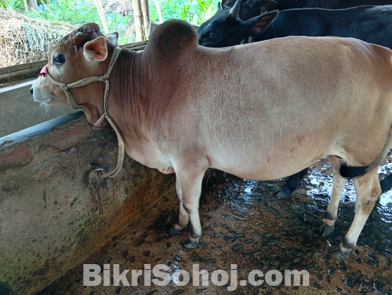 সুন্দর কোরবানির গরু বিক্রি হবে